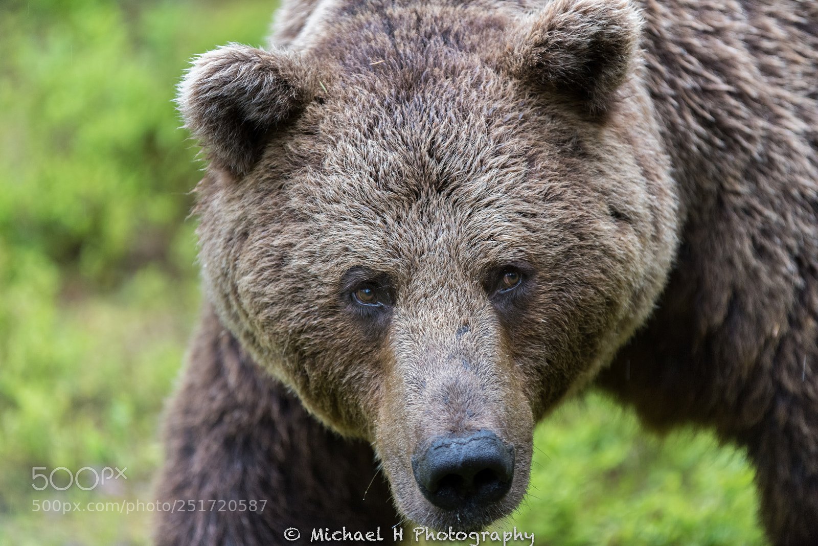Nikon D810 sample photo. Face to face photography
