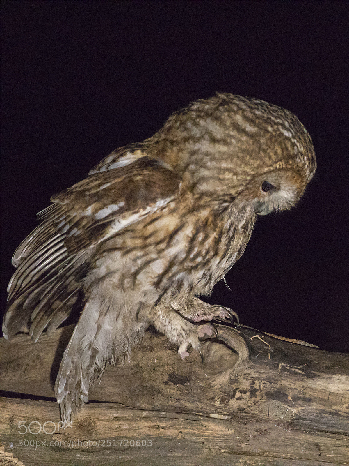 Canon EOS 5D Mark IV sample photo. Tawny owl in night photography