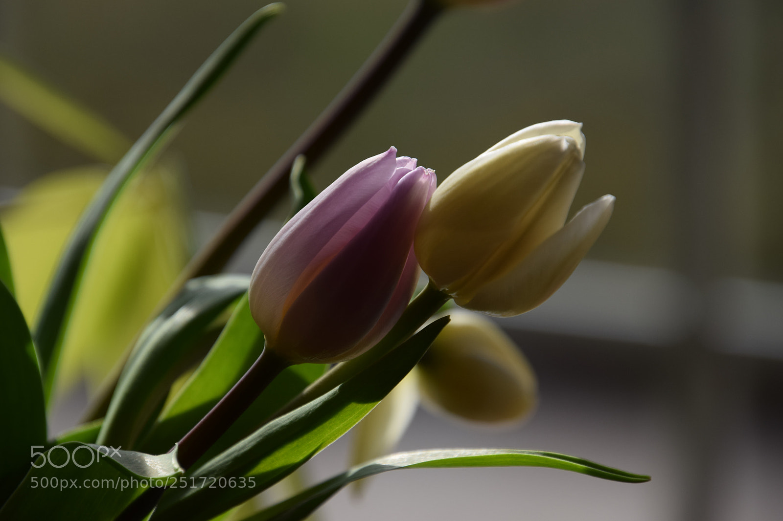 Nikon D5300 sample photo. Happy easter.. photography