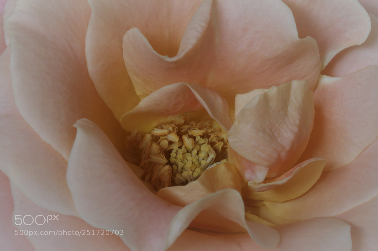 Canon EOS 60D sample photo. The heart of the photography