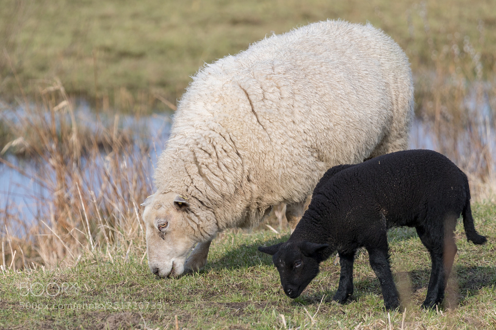Canon EOS-1D X Mark II sample photo. Frohe ostern! photography