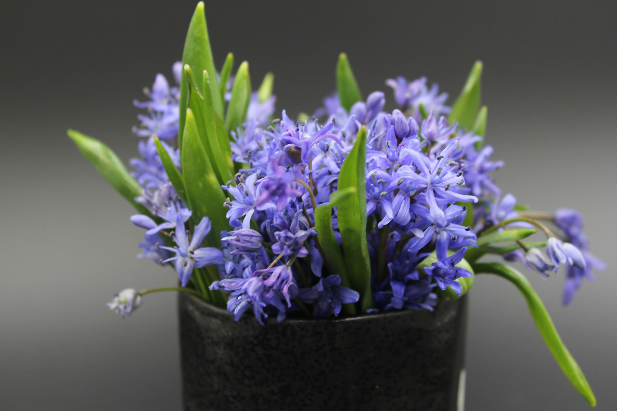 Canon EF-S 18-55mm F3.5-5.6 IS sample photo. #spring highlights photography