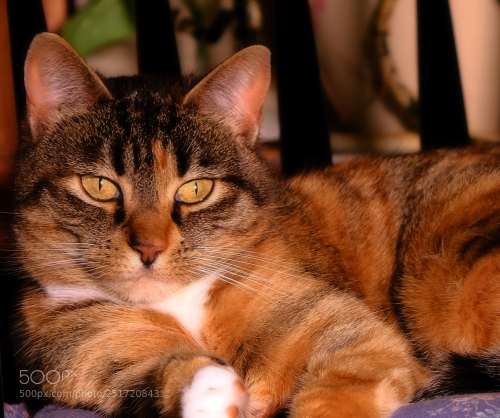 Fujifilm X-E3 sample photo. Freya photography