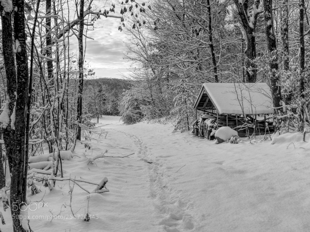 Fujifilm X-E3 sample photo. Woodshed photography