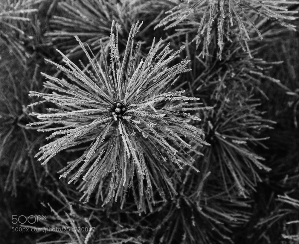 Fujifilm X-E3 sample photo. Pinetree photography