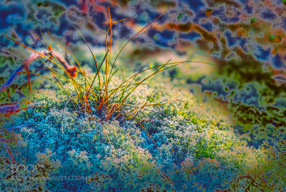 Fujifilm X-E3 sample photo. Grassandmoss photography