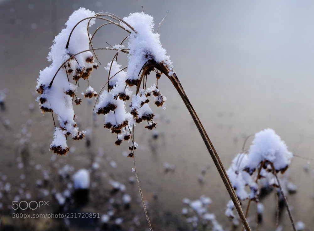 Fujifilm X-E3 sample photo. Wintersnow photography