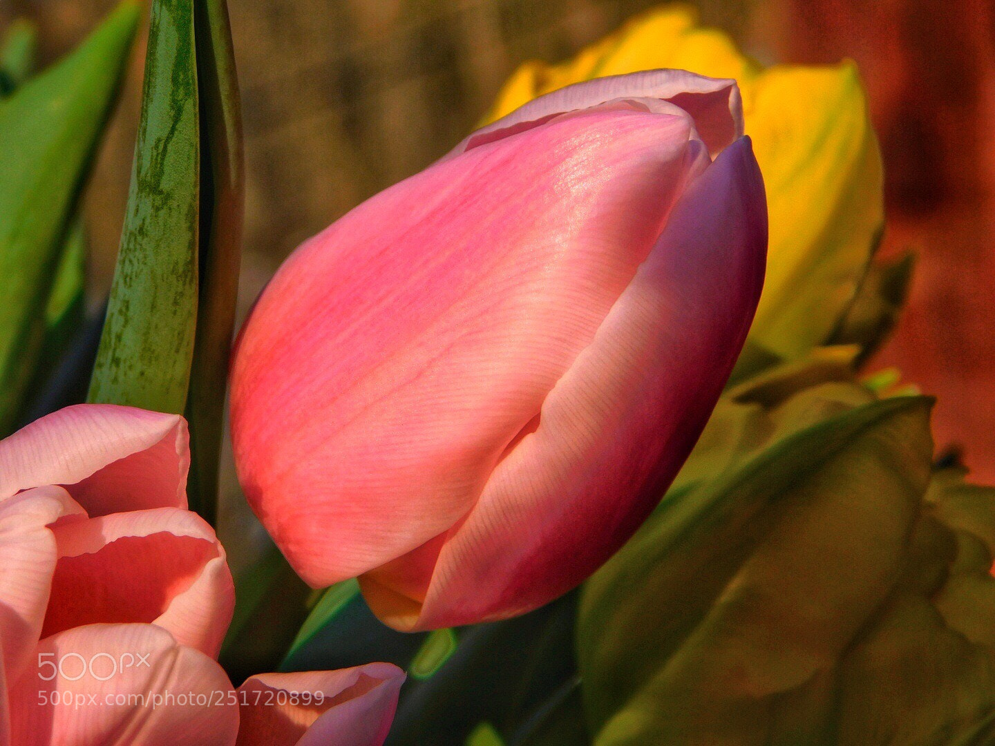 Nikon Coolpix B500 sample photo. Happy easter photography