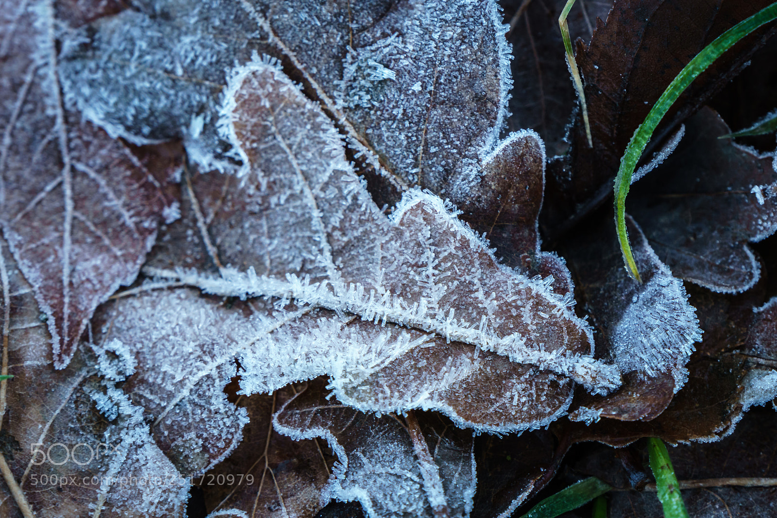Sony a6300 sample photo. Frost photography