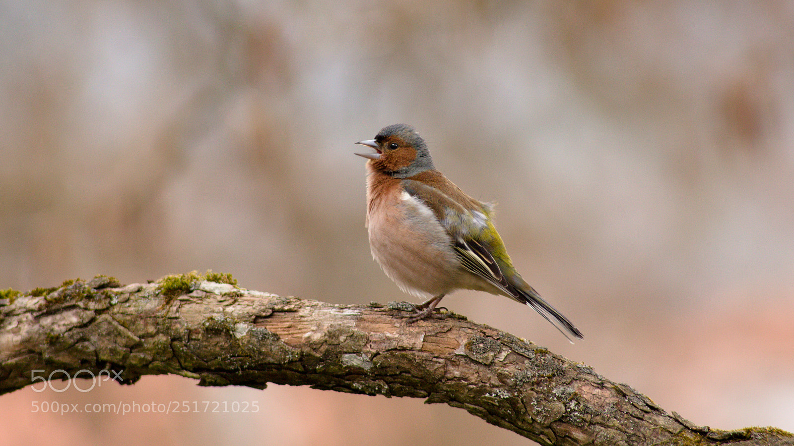 Canon EOS 60D sample photo. Fringilla coelebs photography