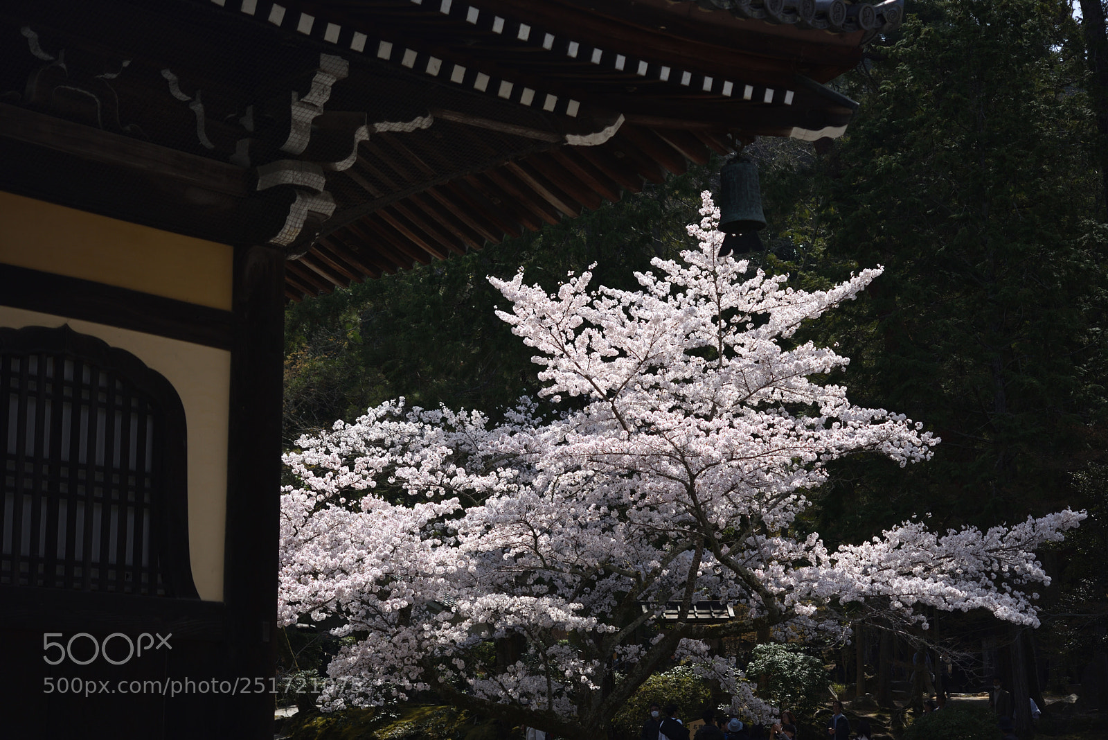 Nikon AF-S Micro-Nikkor 60mm F2.8G ED sample photo. 京都・南禅寺の桜 (4) photography