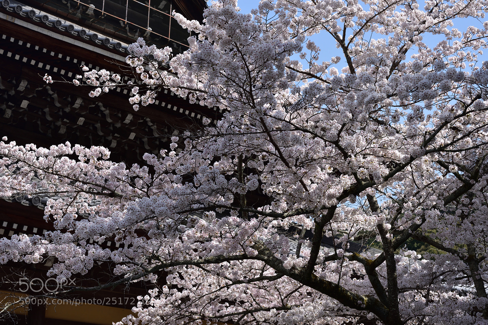 Nikon AF-S Micro-Nikkor 60mm F2.8G ED sample photo. 京都・南禅寺の桜 (5) photography