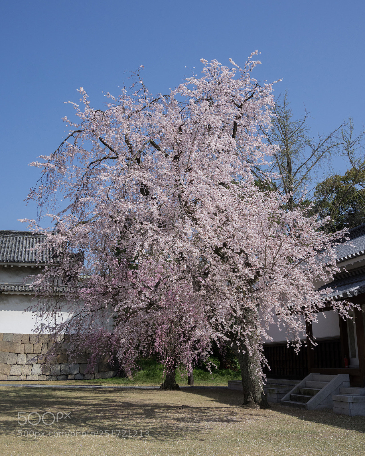 Panasonic Lumix DC-GH5 sample photo. Spring in the castle photography