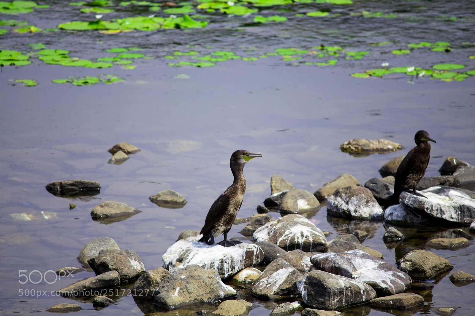 Canon EOS 700D (EOS Rebel T5i / EOS Kiss X7i) sample photo. Lovely waters photography