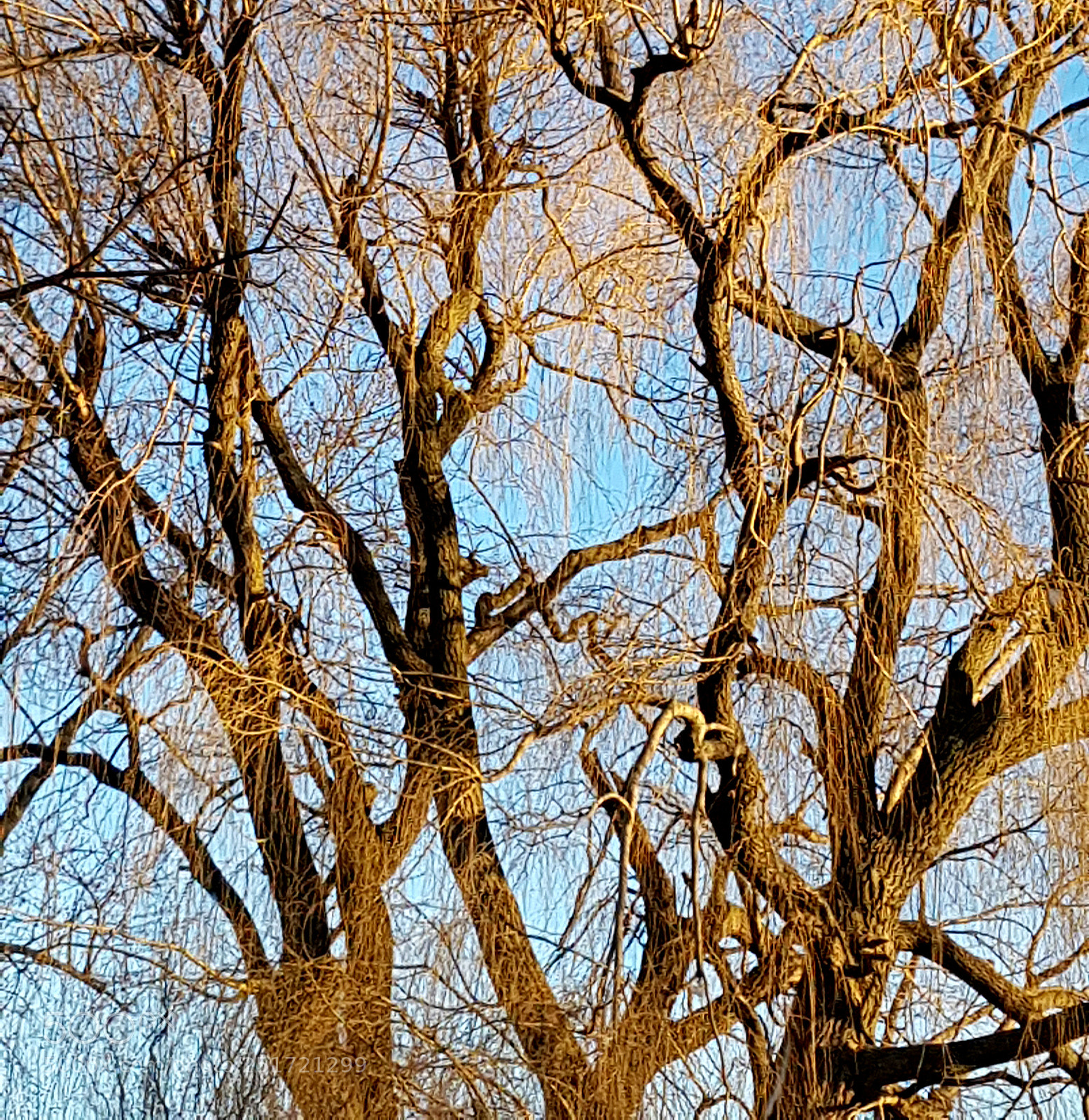 Samsung Galaxy S7 sample photo. Golden tree photography