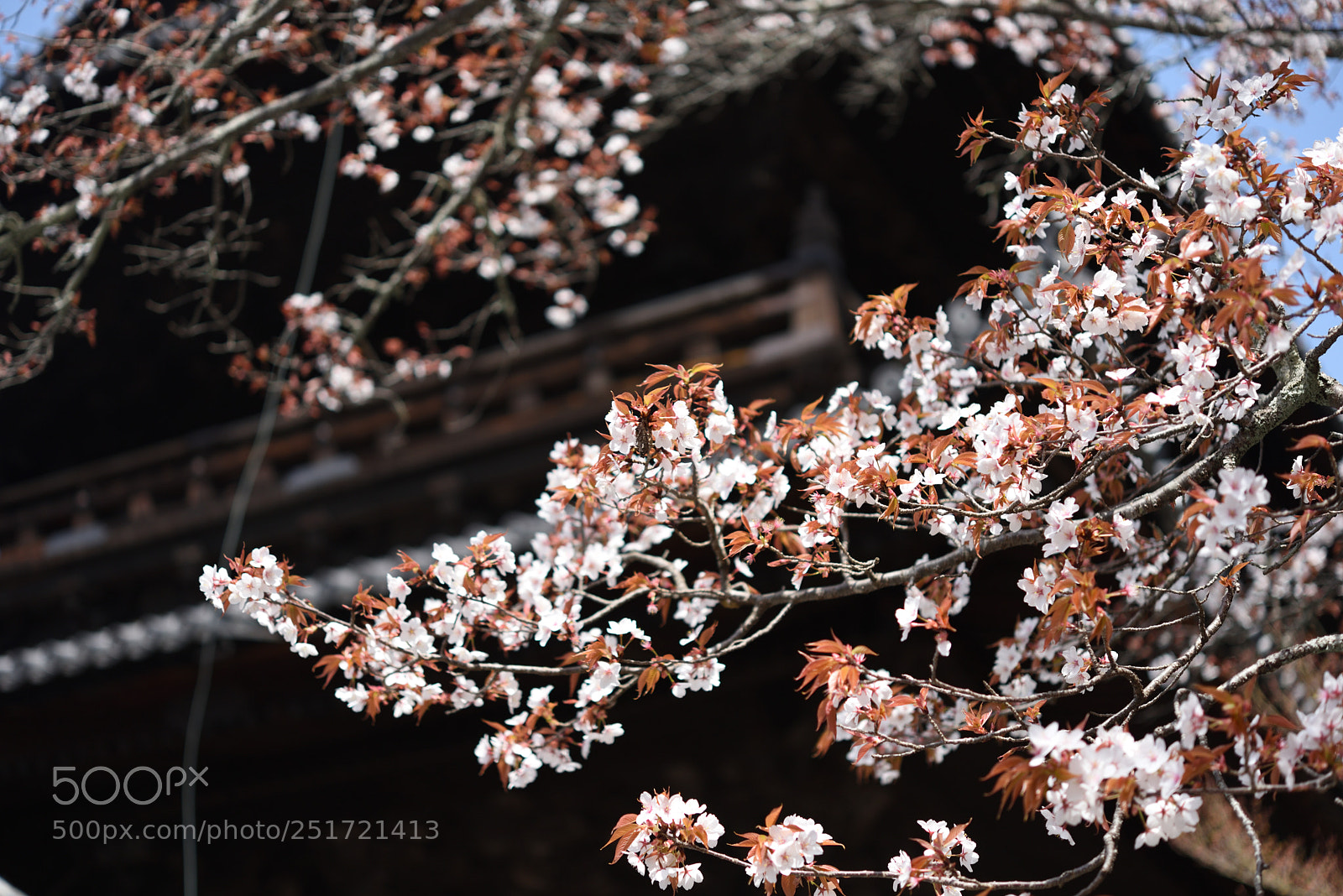 Nikon AF-S Micro-Nikkor 60mm F2.8G ED sample photo. 京都・南禅寺の桜 (6) photography