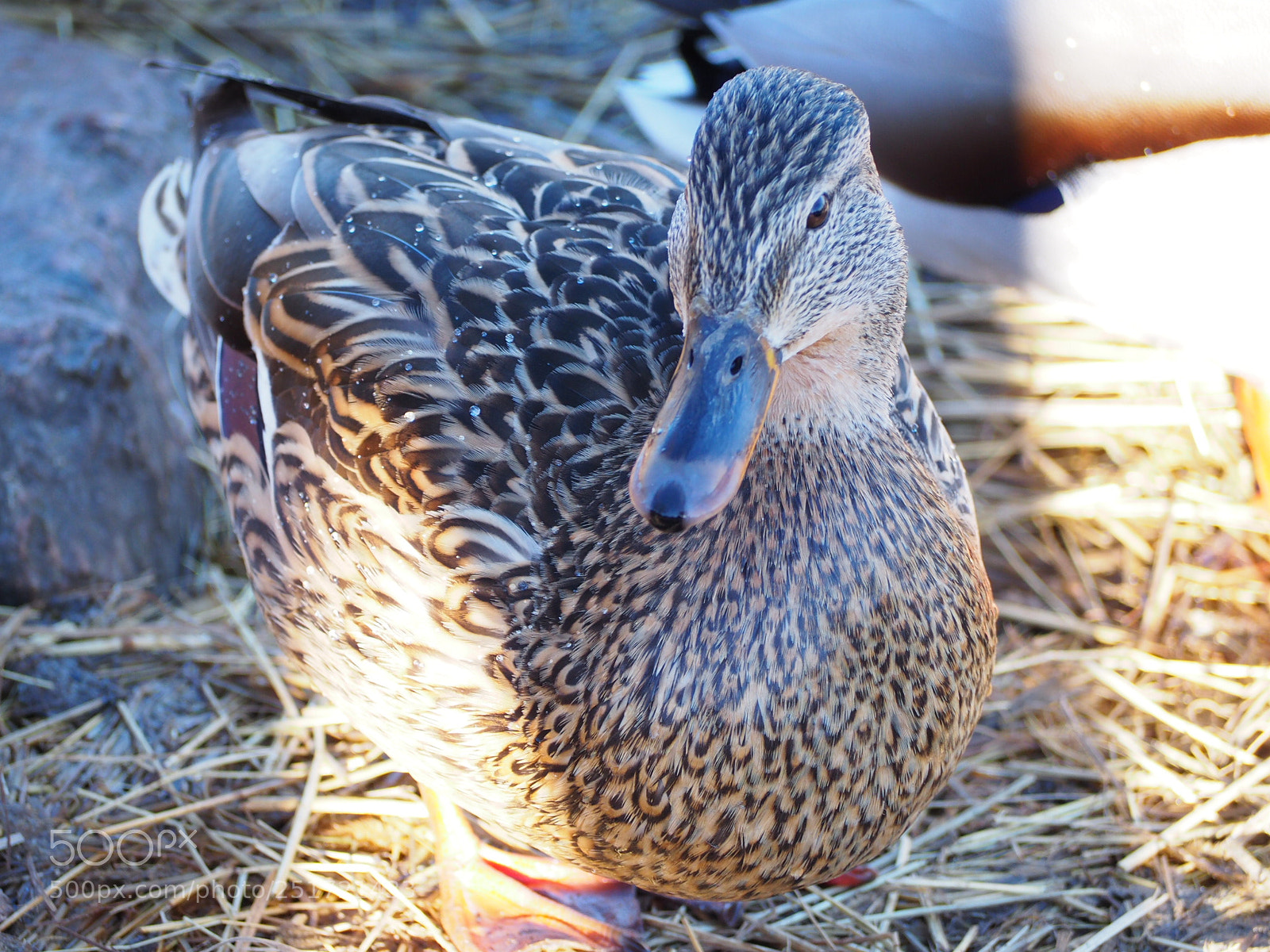 Olympus OM-D E-M10 II sample photo. Duck photography