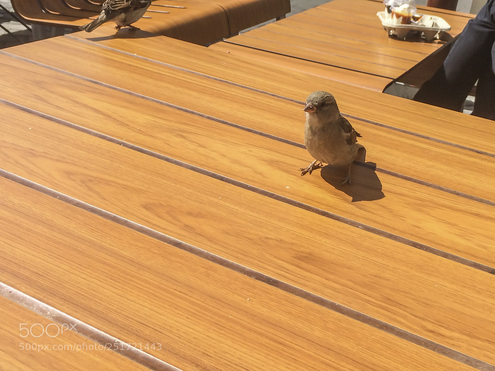 Apple iPhone 5s sample photo. Sparrow sitting on a photography