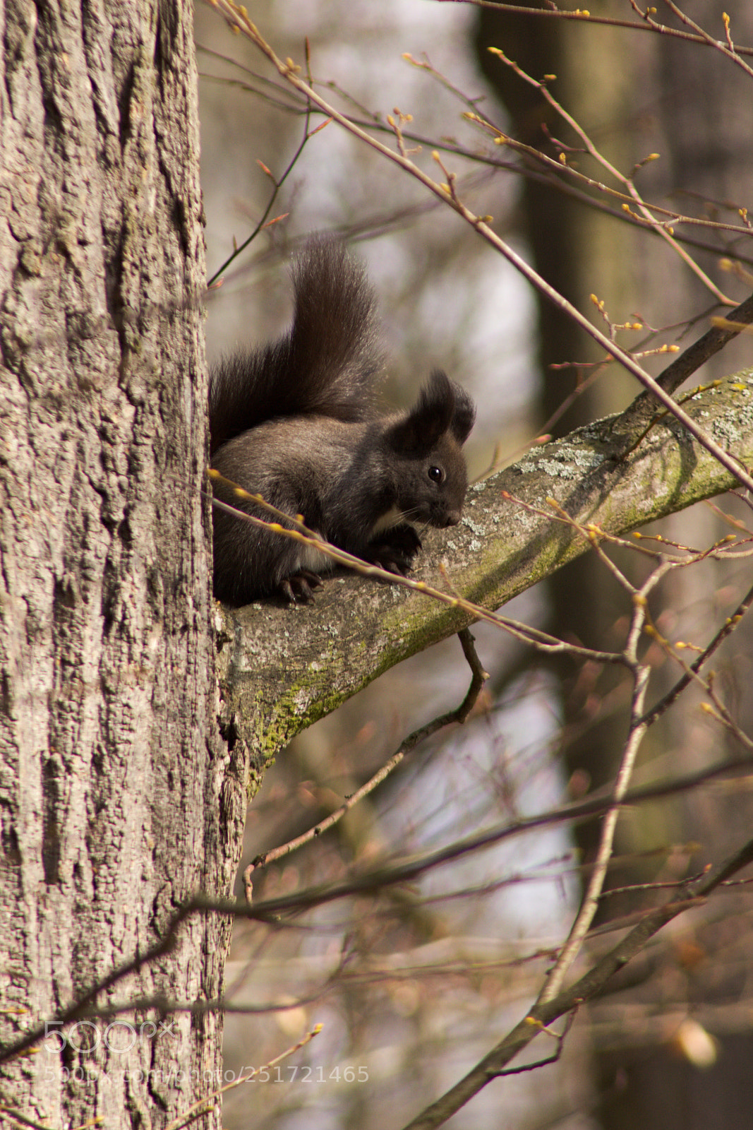 Canon EOS 60D sample photo. Sciurus vulgaris - squirrel photography