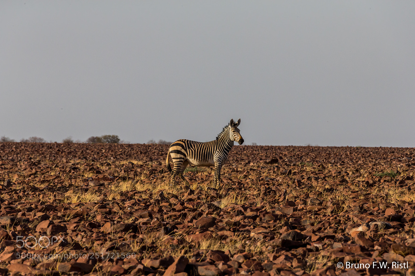 Canon EOS-1D X sample photo. Bergzebra (equus zebra) photography