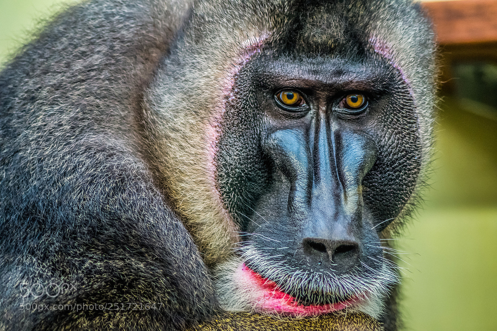 Sony SLT-A58 sample photo. Monkey photography