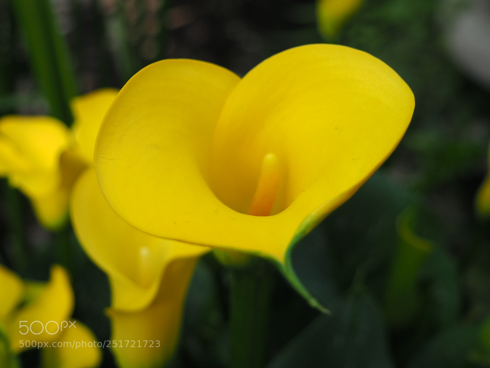 Olympus OM-D E-M10 II sample photo. Yelow photography