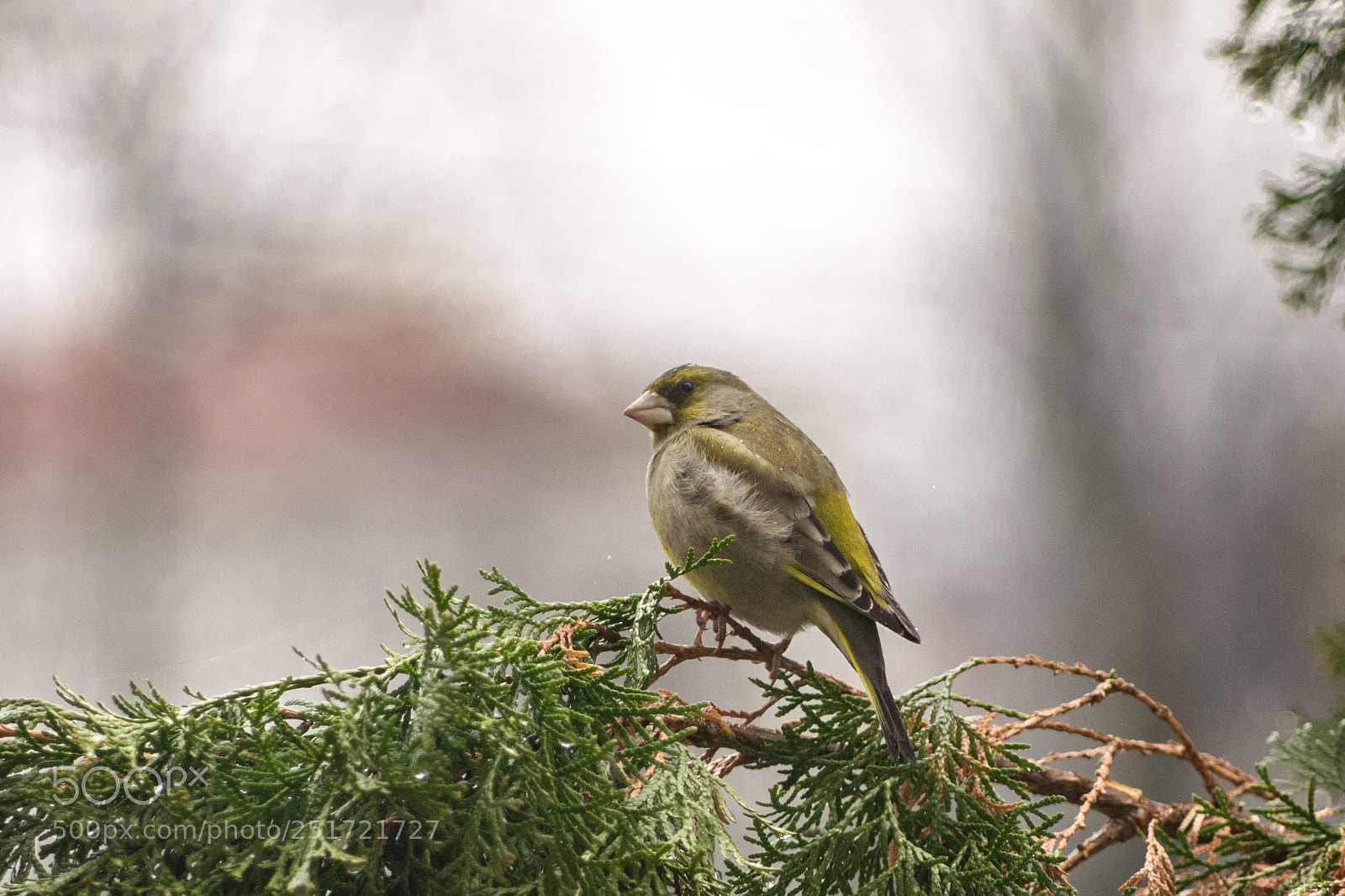 Pentax K-5 sample photo. Grumpy bird photography