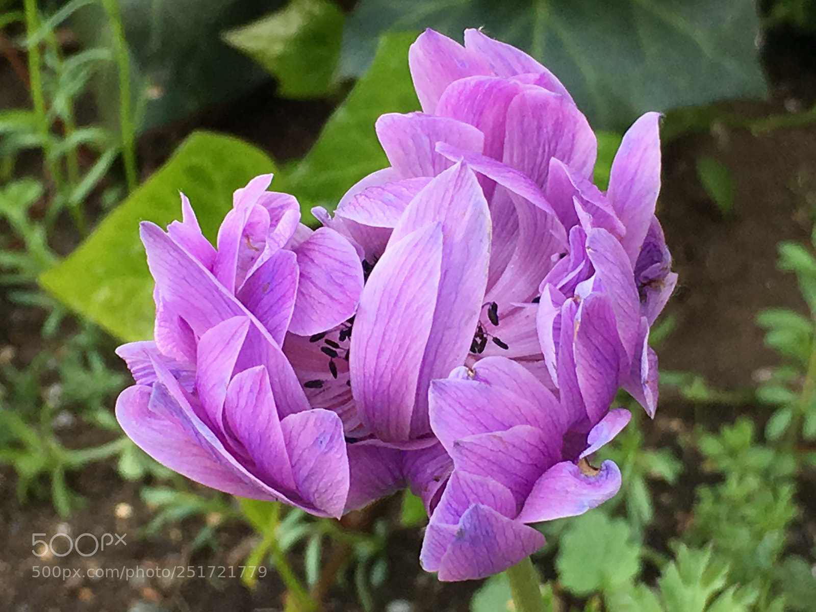 Apple iPhone 6s Plus sample photo. Spring2018 flowers photography
