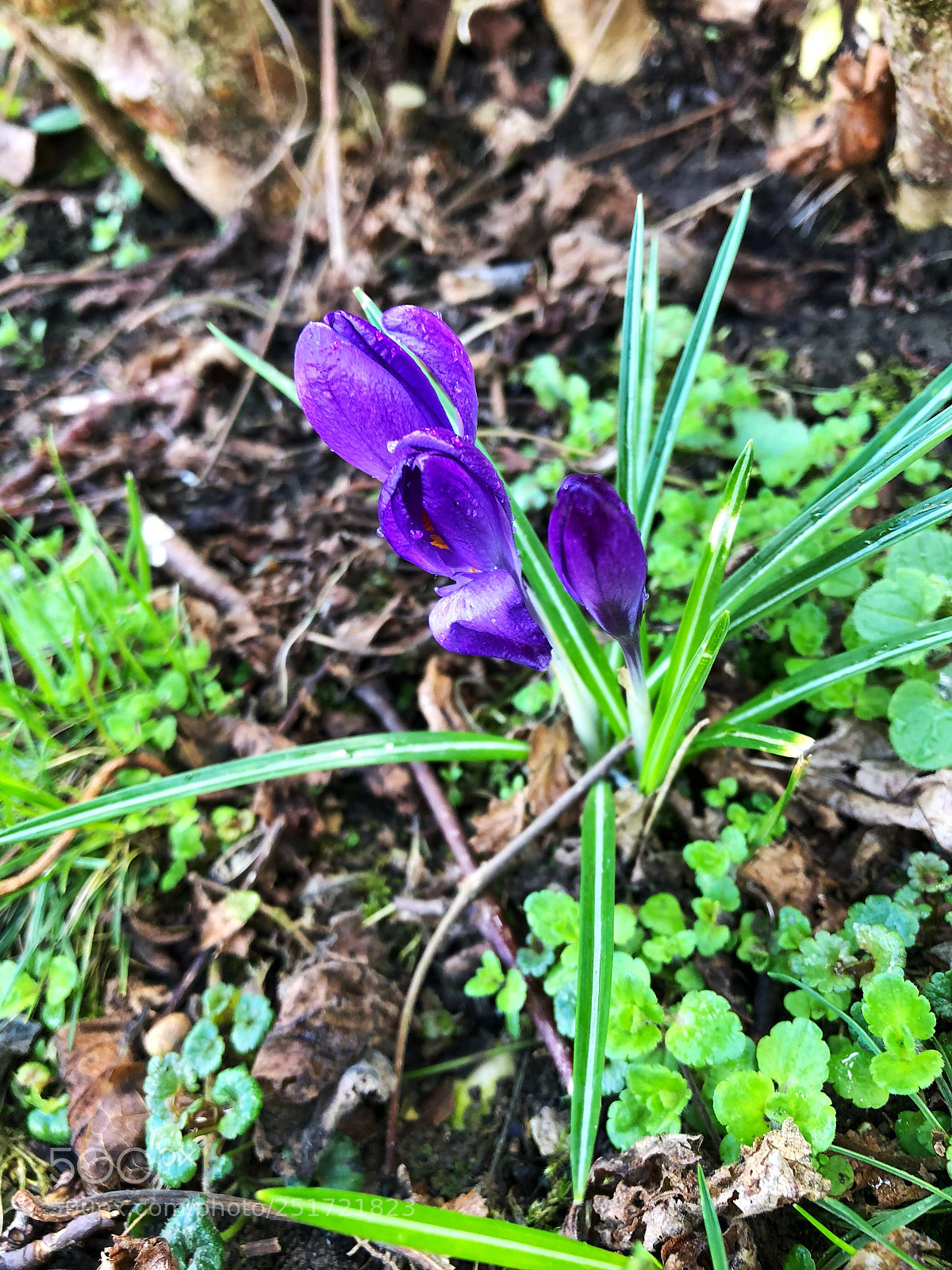 Apple iPhone X sample photo. Nature photography