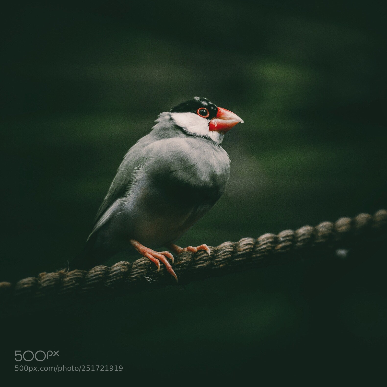 Sony a6300 sample photo. Birdie  photography