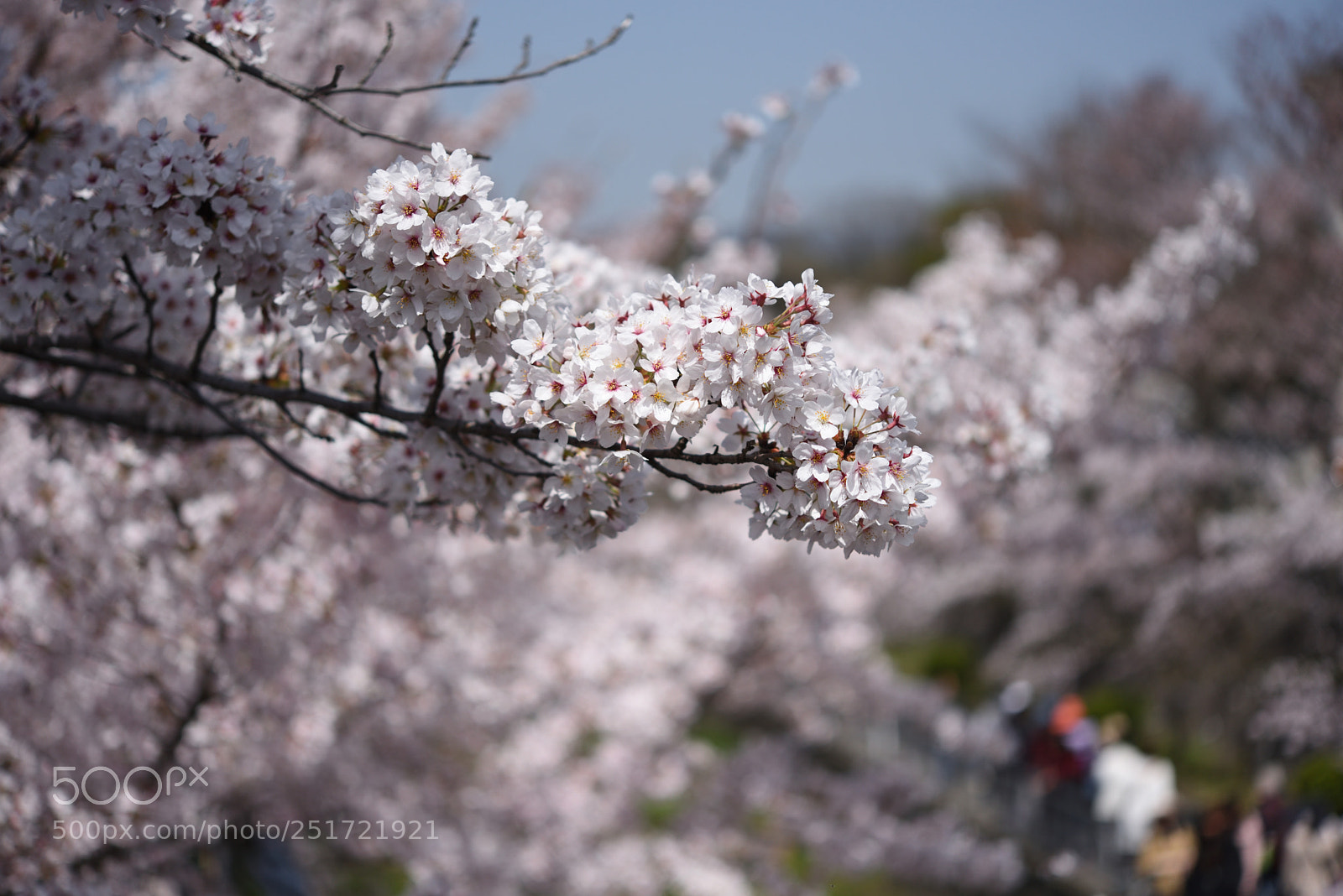 Nikon AF-S Micro-Nikkor 60mm F2.8G ED sample photo. 京都・蹴上インクラインの桜 (3) photography