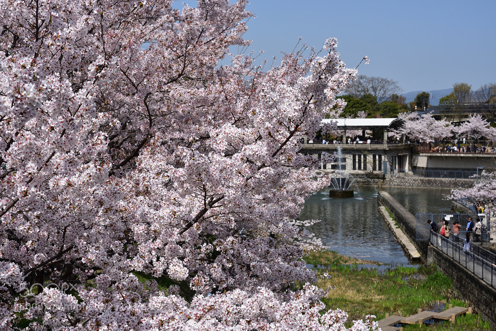 Nikon AF-S Micro-Nikkor 60mm F2.8G ED sample photo. 京都・蹴上インクラインの桜 (2) photography