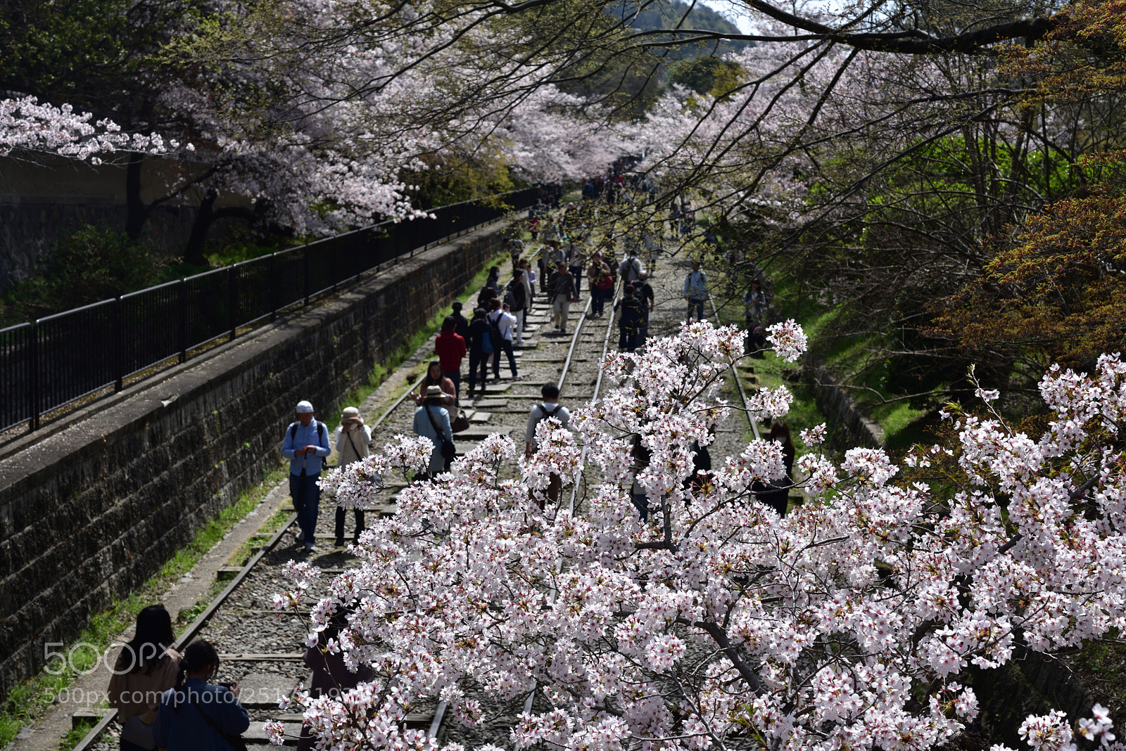 Nikon AF-S Micro-Nikkor 60mm F2.8G ED sample photo. 京都・蹴上インクラインの桜 photography
