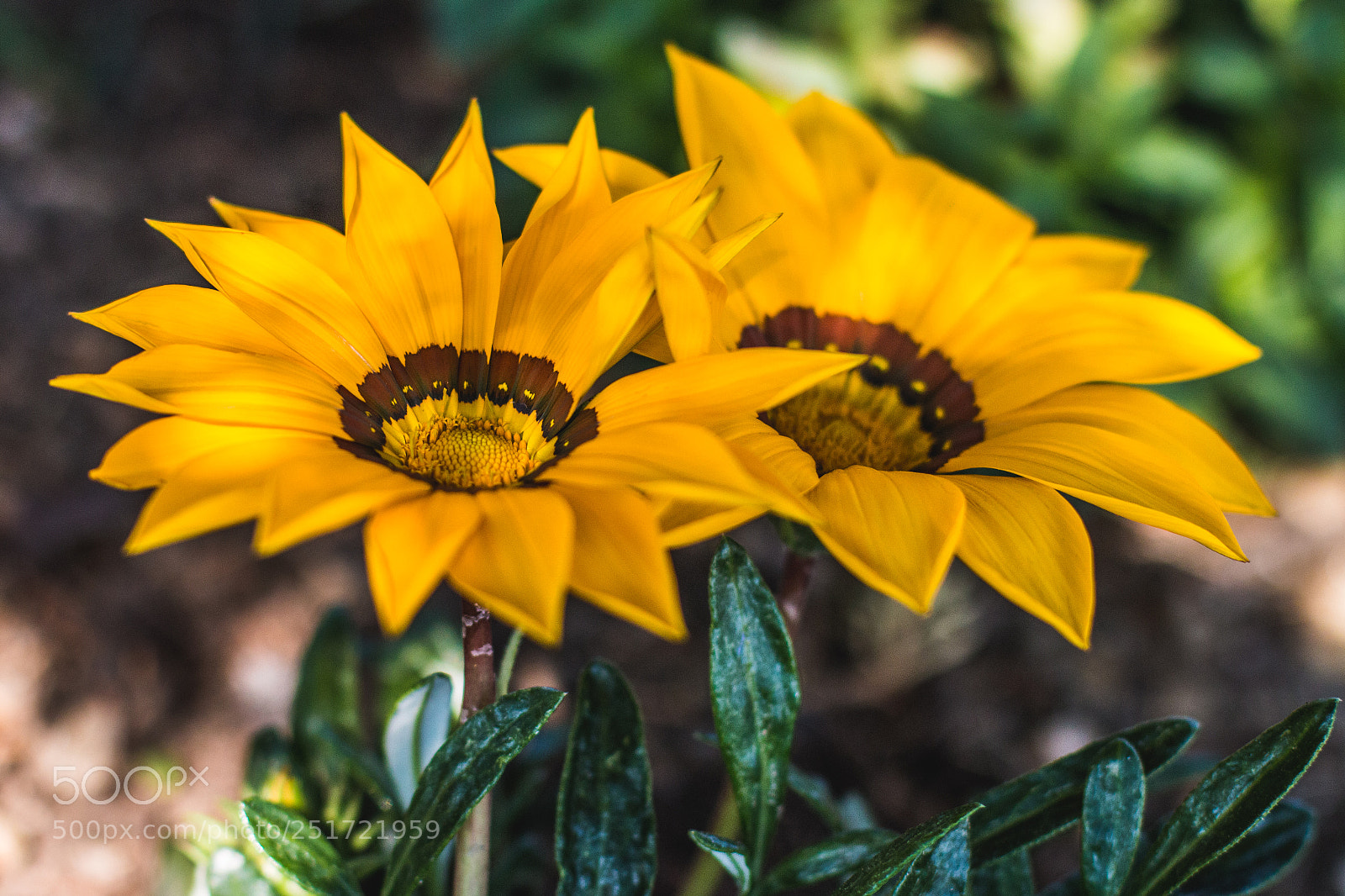 Canon EOS 70D sample photo. Img photography
