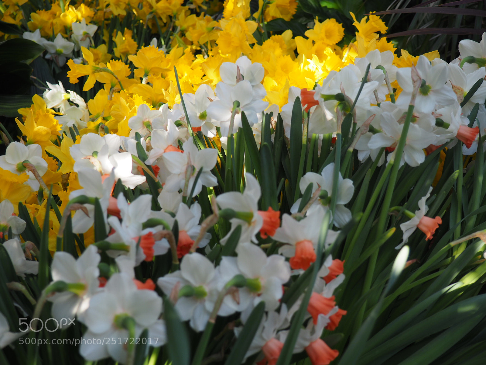 Olympus OM-D E-M10 II sample photo. Beauyty of flowers photography