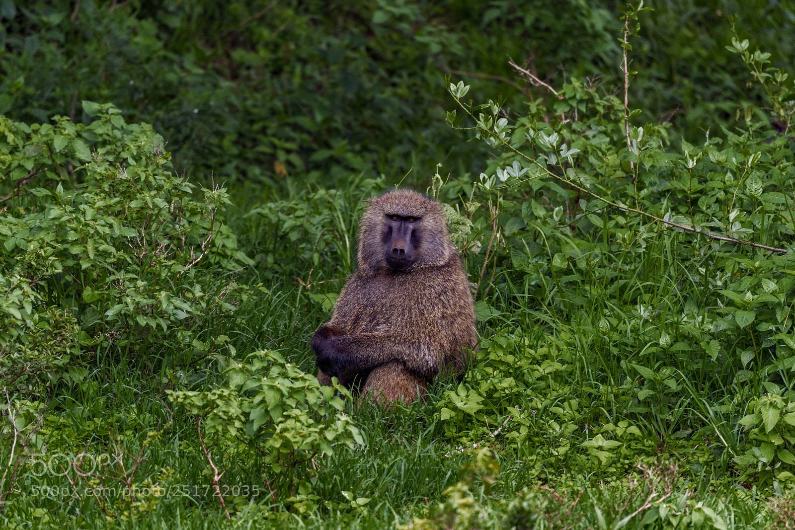 Nikon D850 sample photo. Olive baboon, aberdare np photography