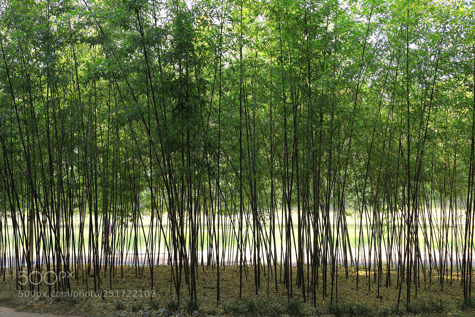 Canon EOS 6D Mark II sample photo. The bamboo curtain photography