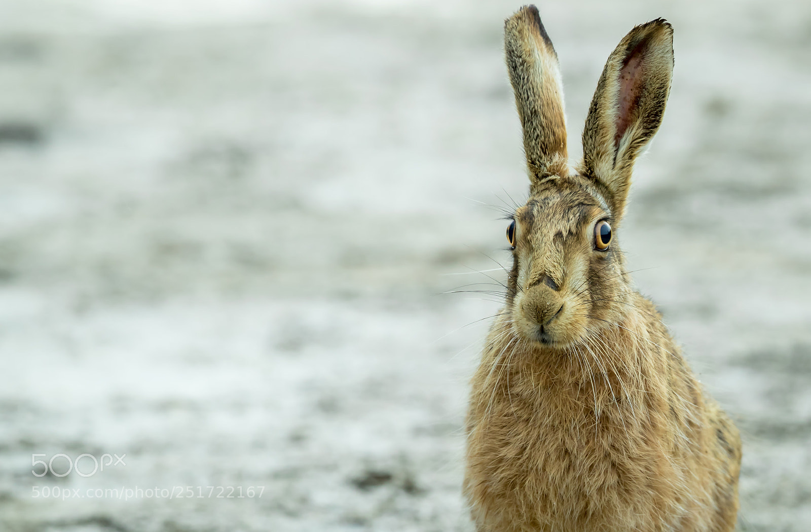 Canon EOS-1D X Mark II sample photo. March hare photography