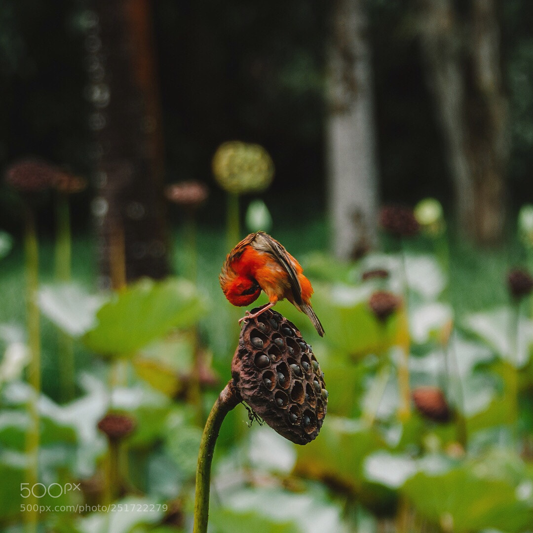 Sony a6300 sample photo. Bird photography