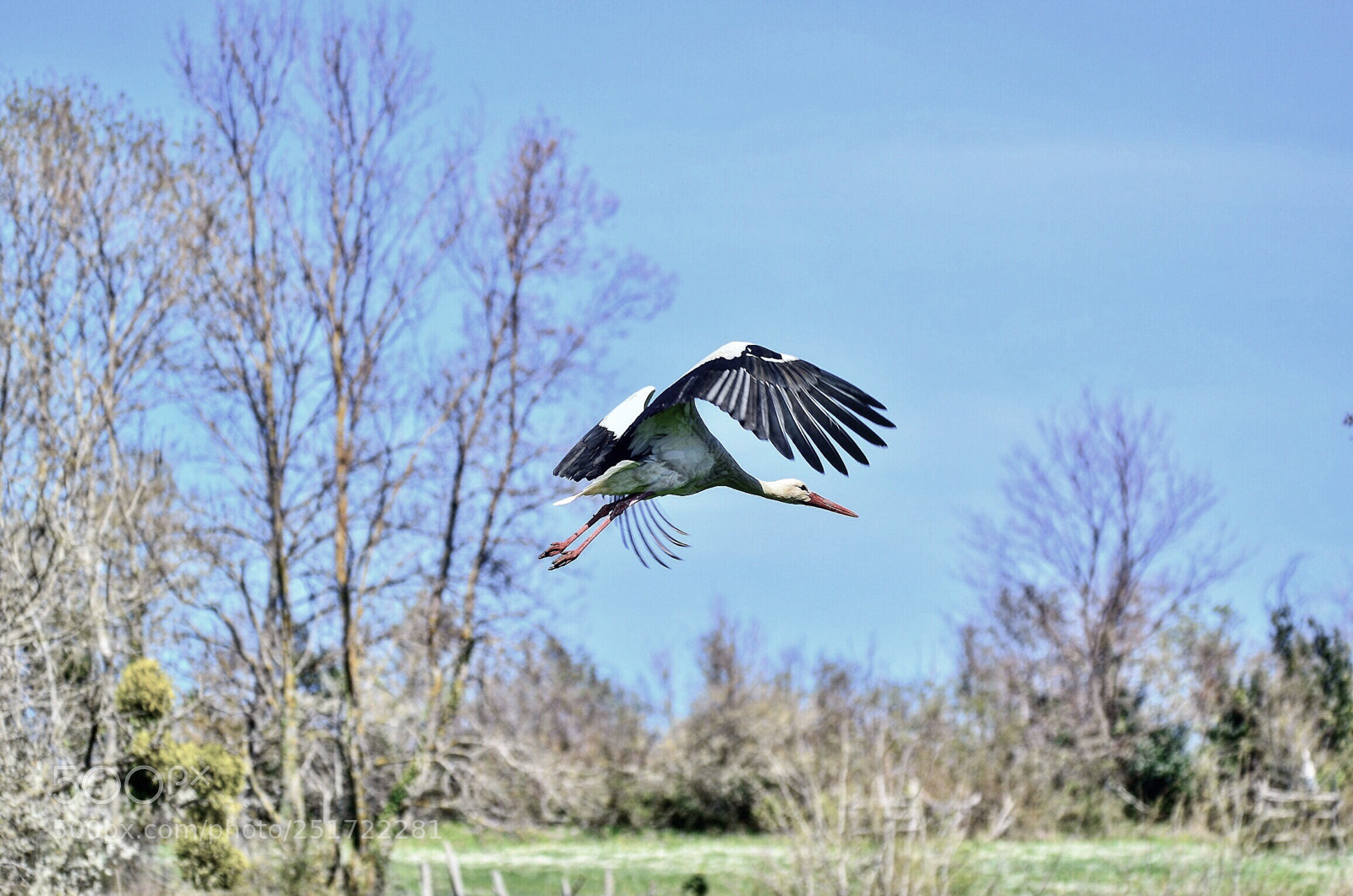 Nikon D7000 sample photo. Stork in flight photography