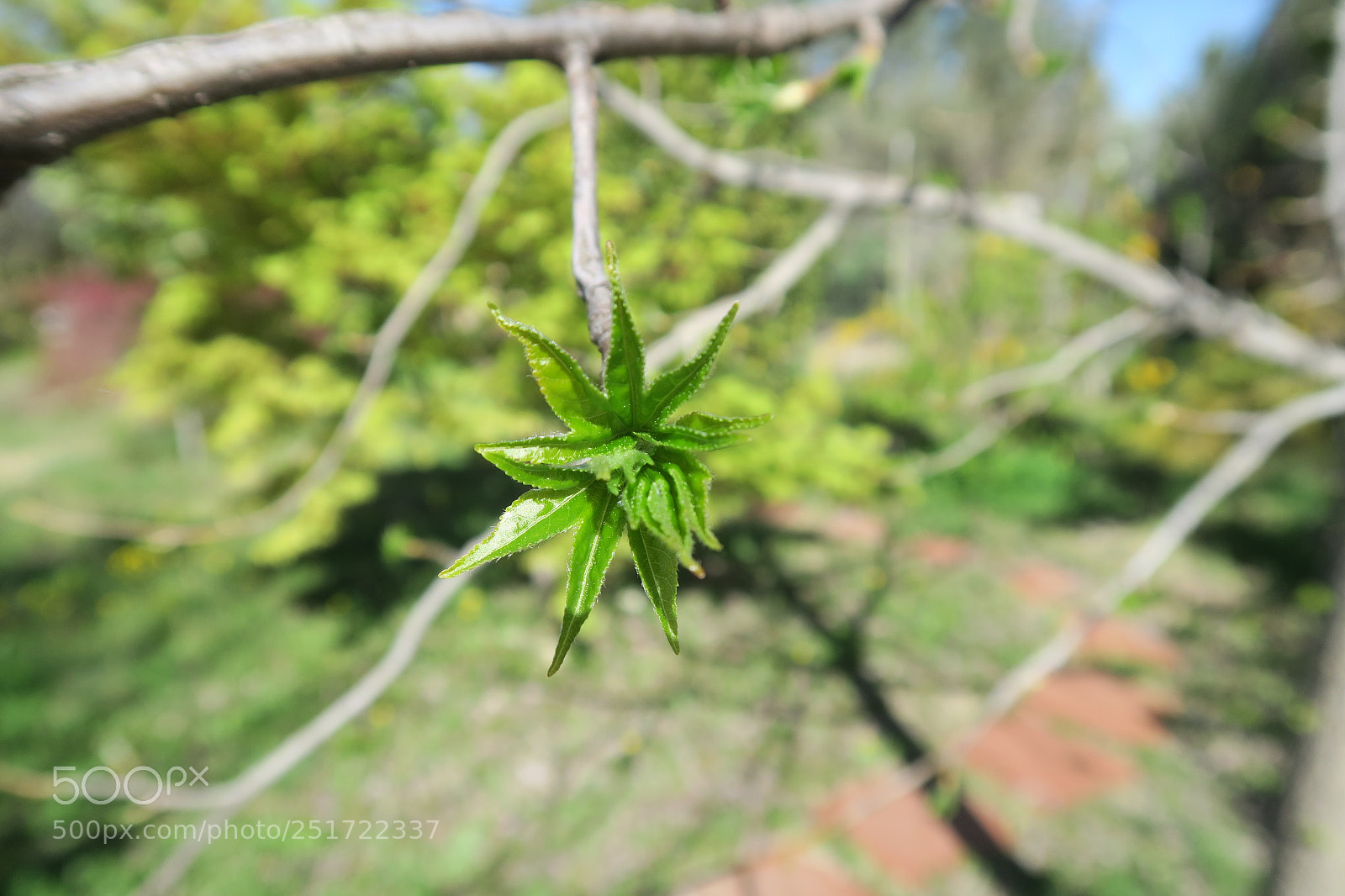 Canon PowerShot G7 X sample photo. Liquidambar photography