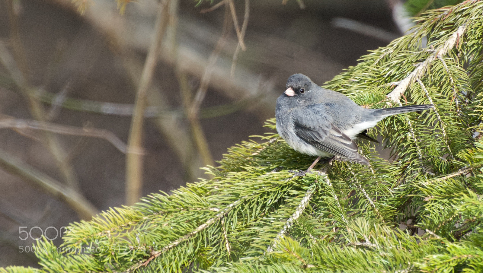 Nikon D80 sample photo. Dark-eyed junco photography