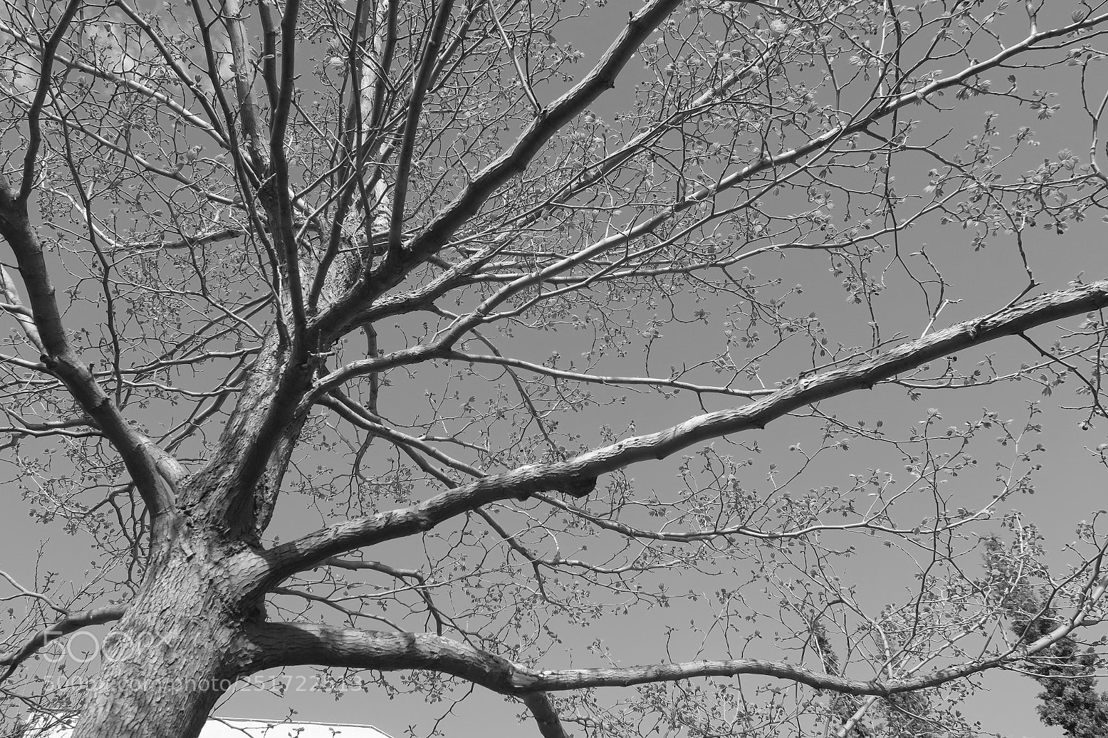 Canon PowerShot G7 X sample photo. Platanoides photography