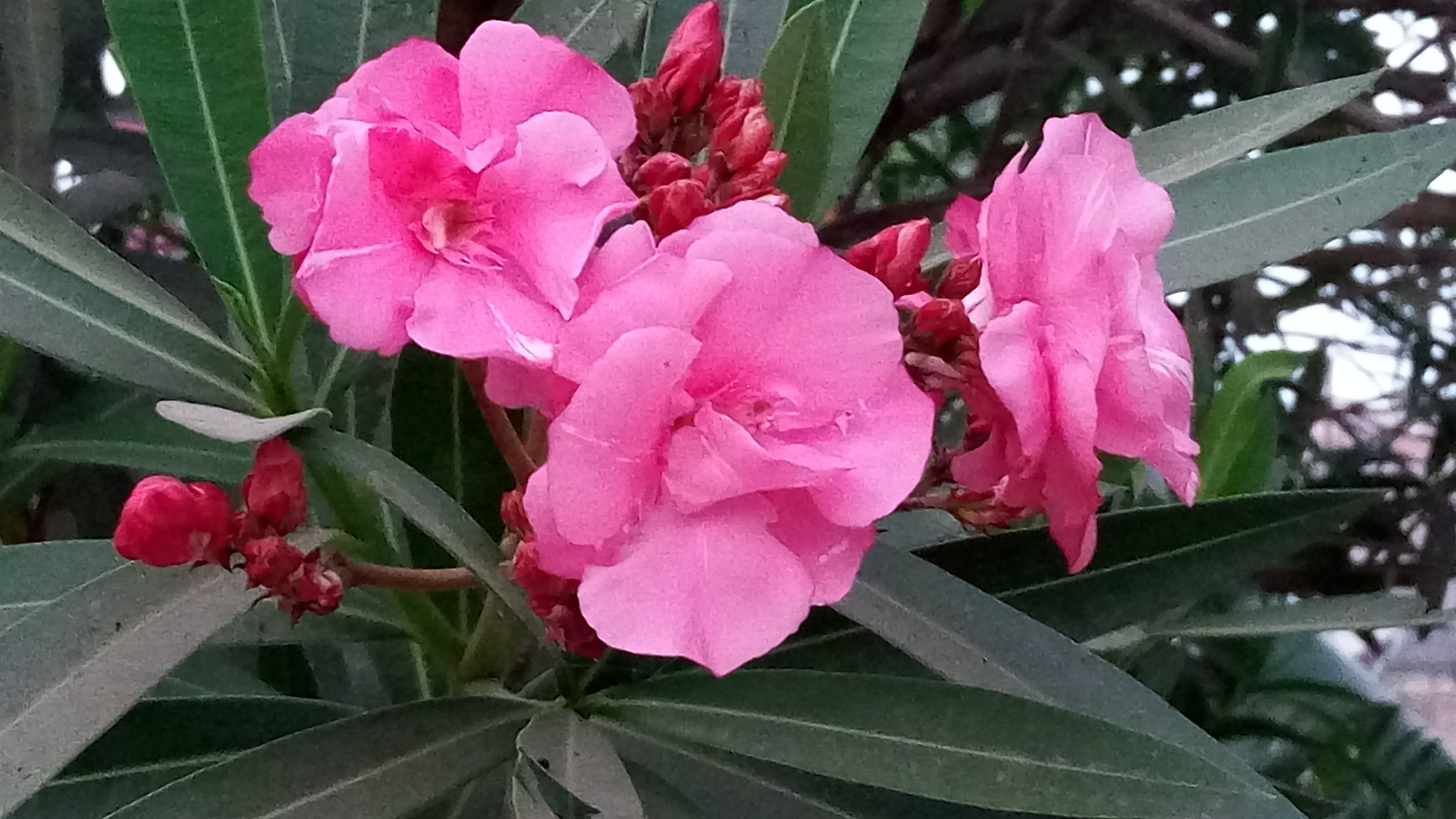 Lenovo VIBE X3 LITE sample photo. Pink flowers photography