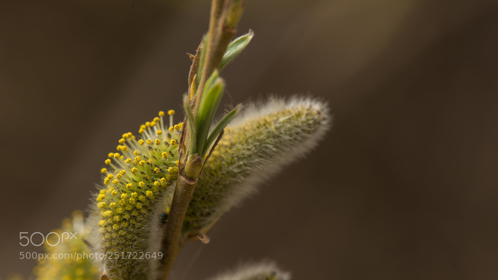 Nikon D800E sample photo. Flowers of the willow photography