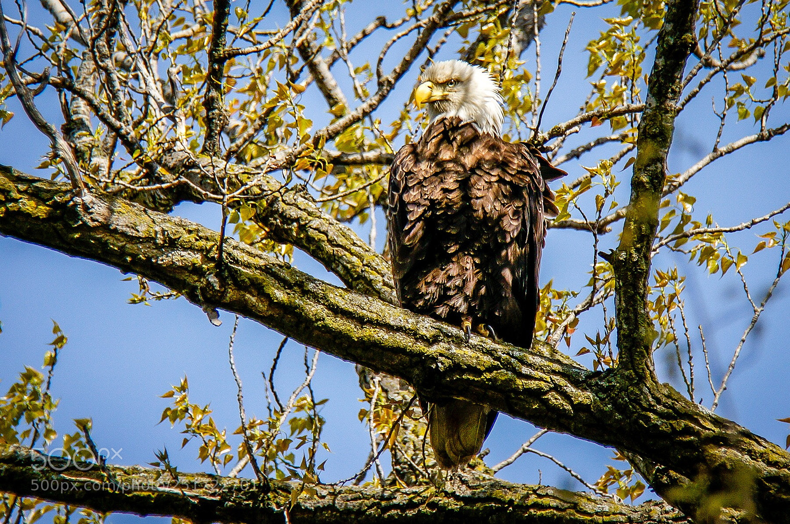 Sony Alpha NEX-6 sample photo. Bald eagle in spring photography
