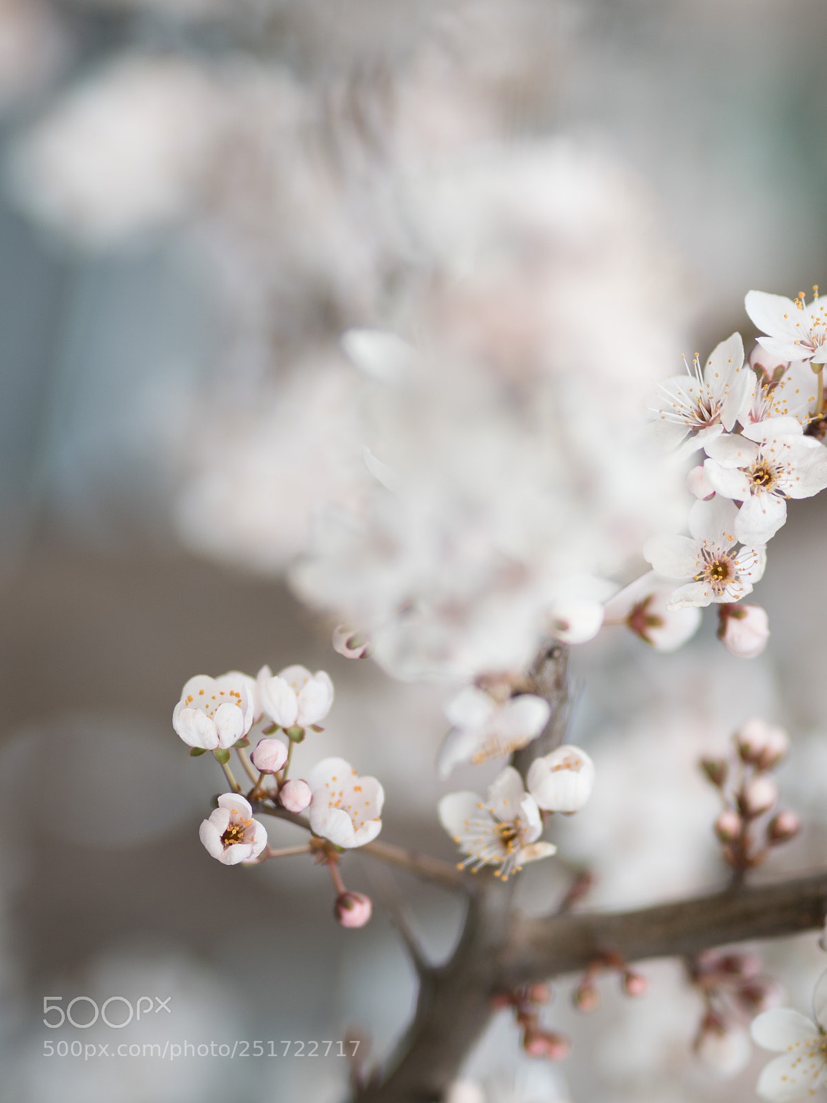 Sony a6500 sample photo. Spring rush photography
