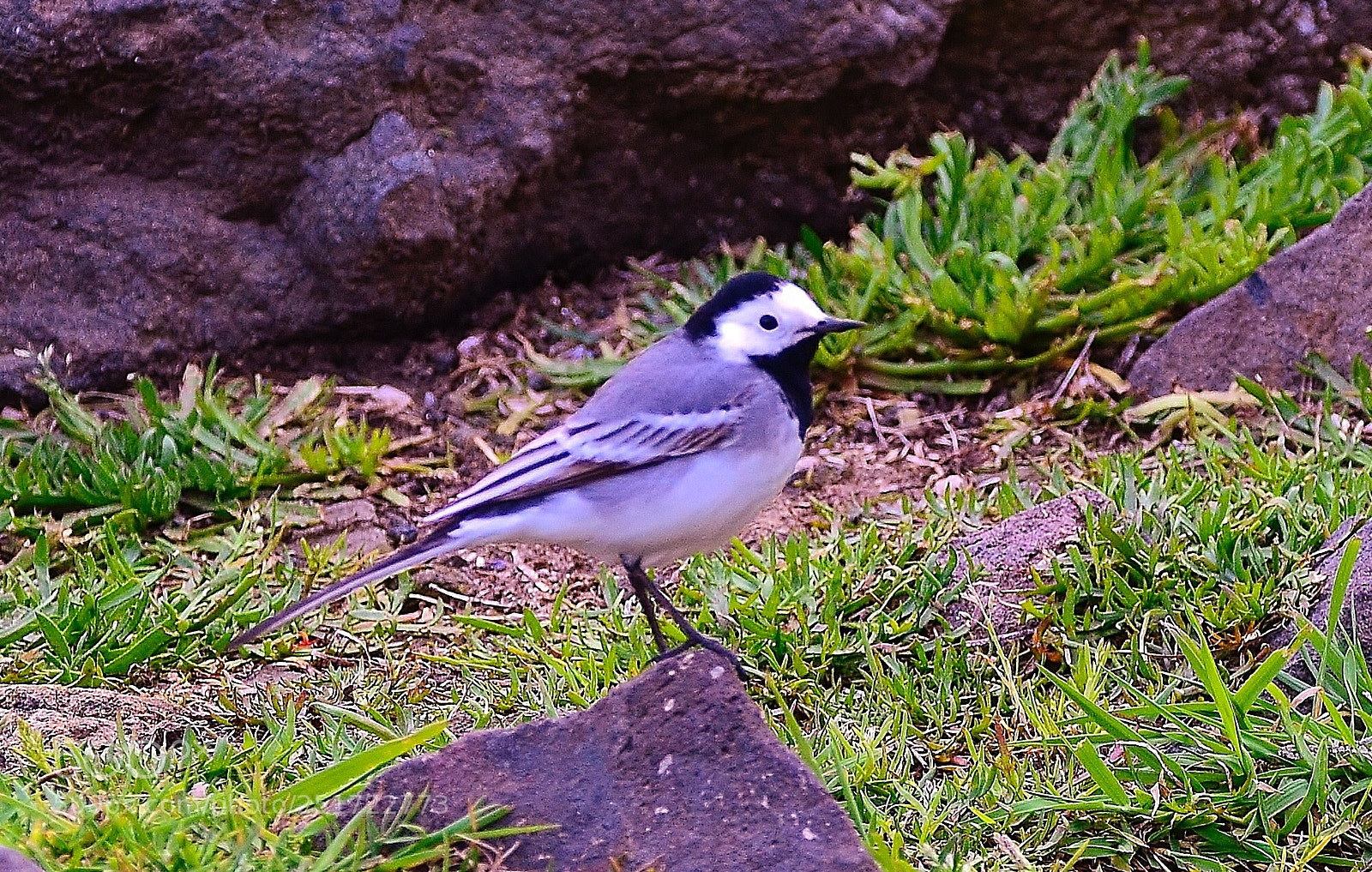 Nikon D7000 sample photo. Cnr photography