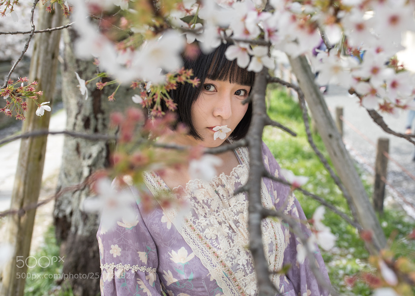 Canon EOS 5D Mark IV sample photo. Kyoto sakura photography