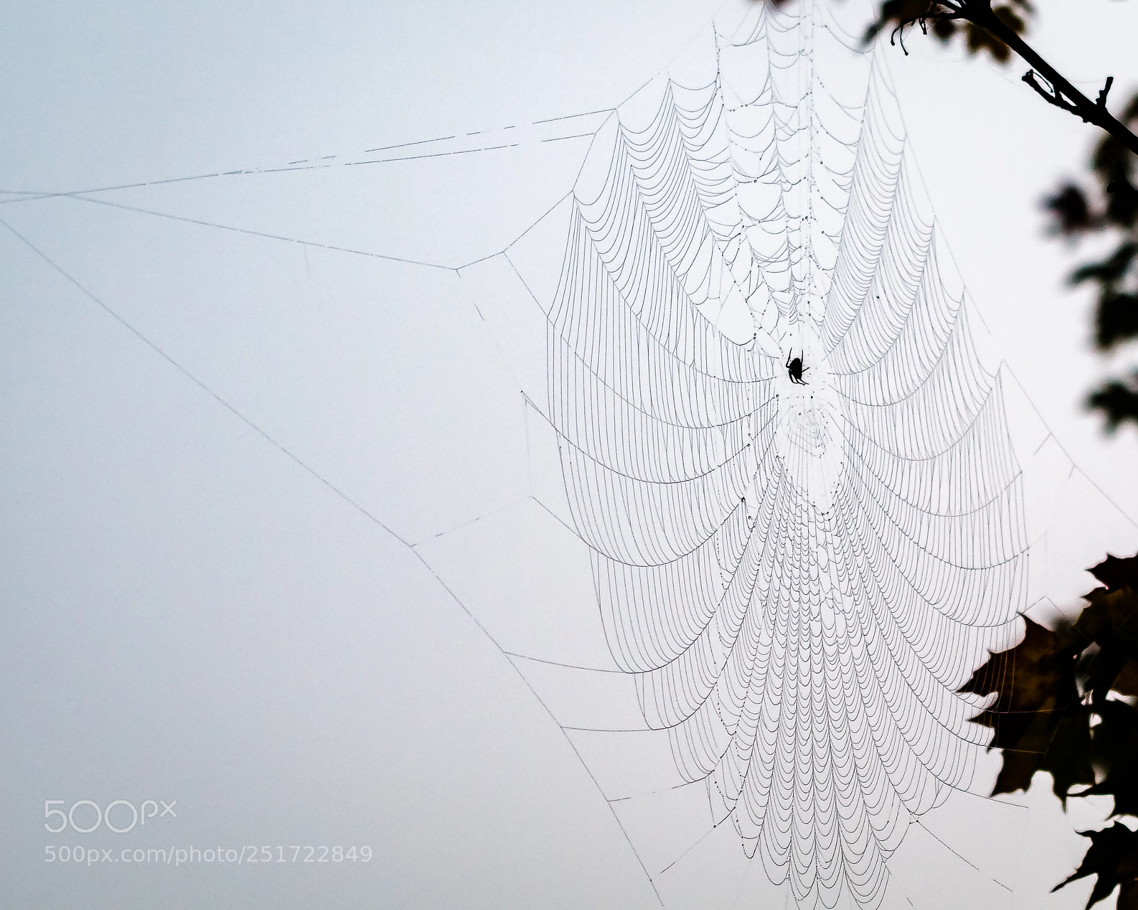 Canon EOS 70D sample photo. A spider's web photography